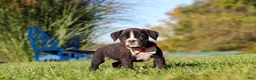 Boxer dogs for sale: Winnie - Ad 6