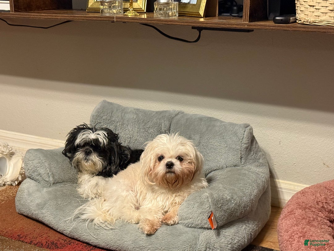 Shih Tzu dogs for sale: Shih Tzu Puppy 6 - Ad 3