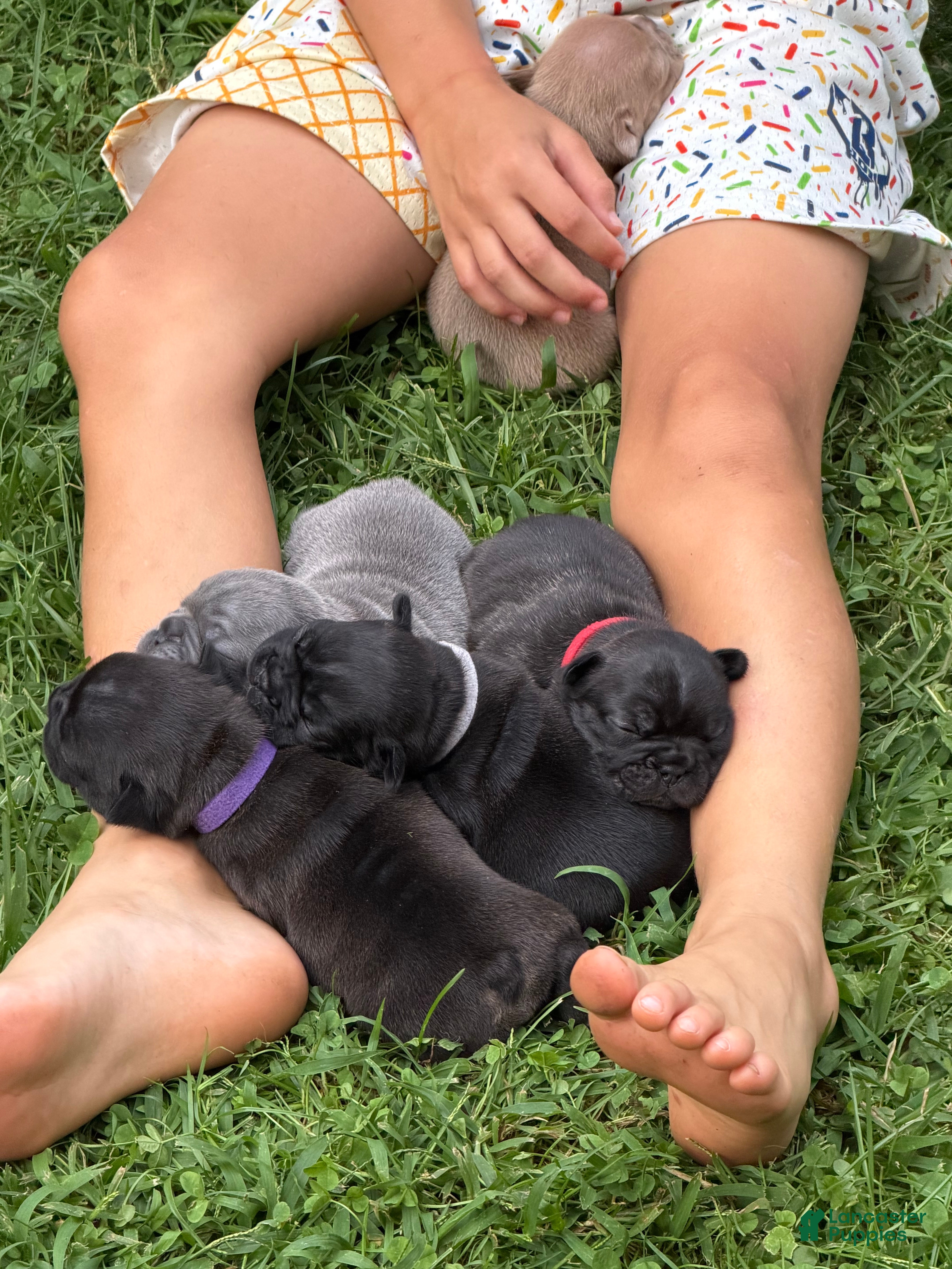 French Bulldog dogs French Bulldog 5 - Ad 22