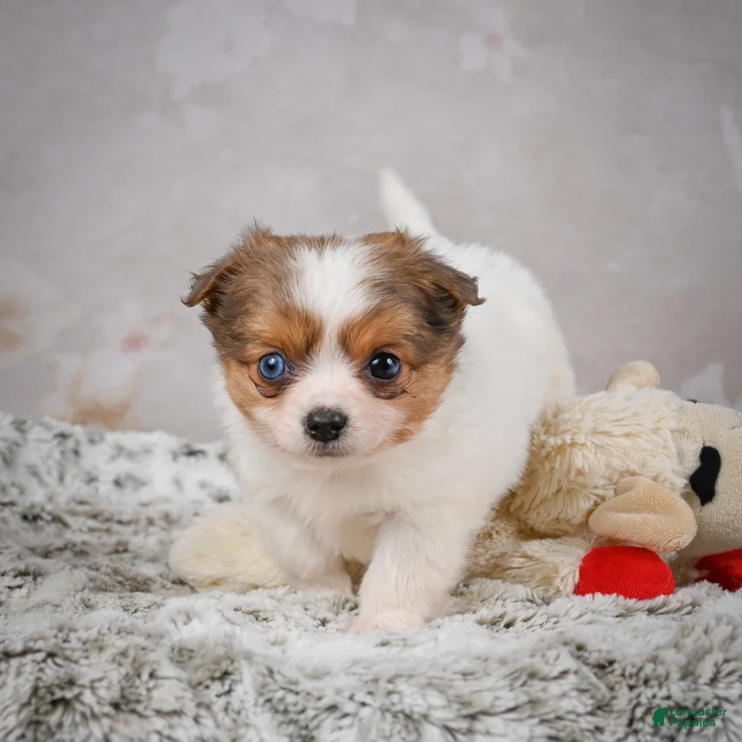 Chihuahua dogs for sale: Hunter - Ad 10