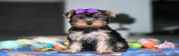 Yorkshire Terrier dogs for sale: Lucy - Ad 3