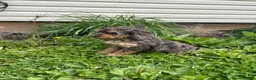 Cockapoo dogs for sale: Cockapoo Puppy 2 - Ad 8