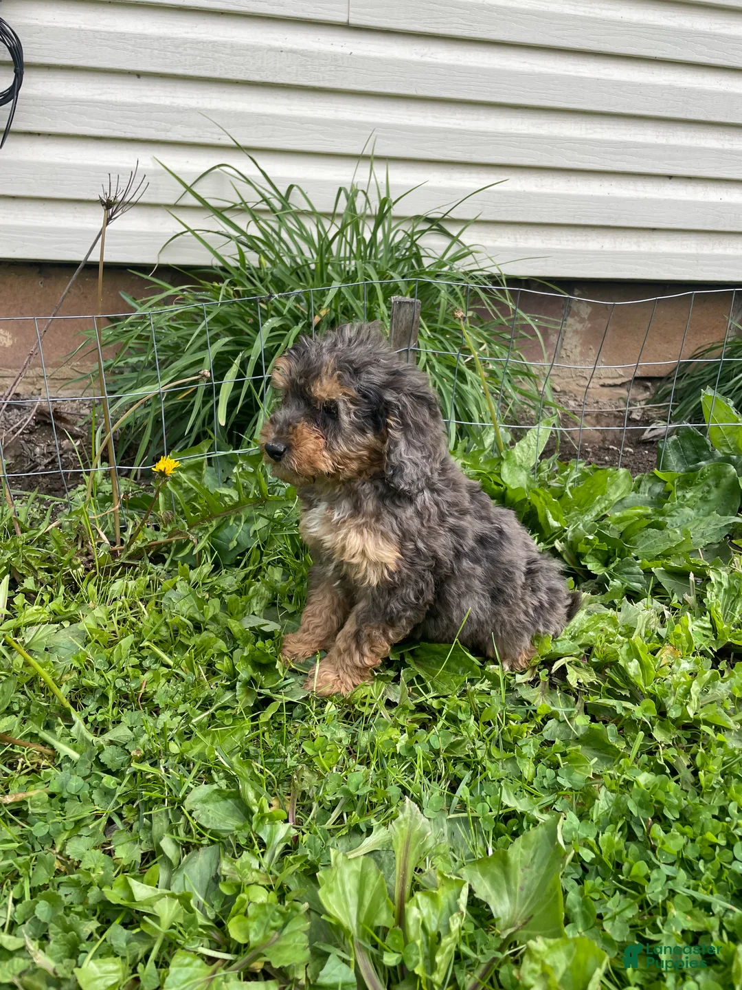 Cockapoo dogs for sale: Cockapoo Puppy 2 - Ad 8