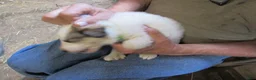 Great Pyrenees dogs for sale: Lime collar Badger Face Great Pyrenees Puppy - Ad 3