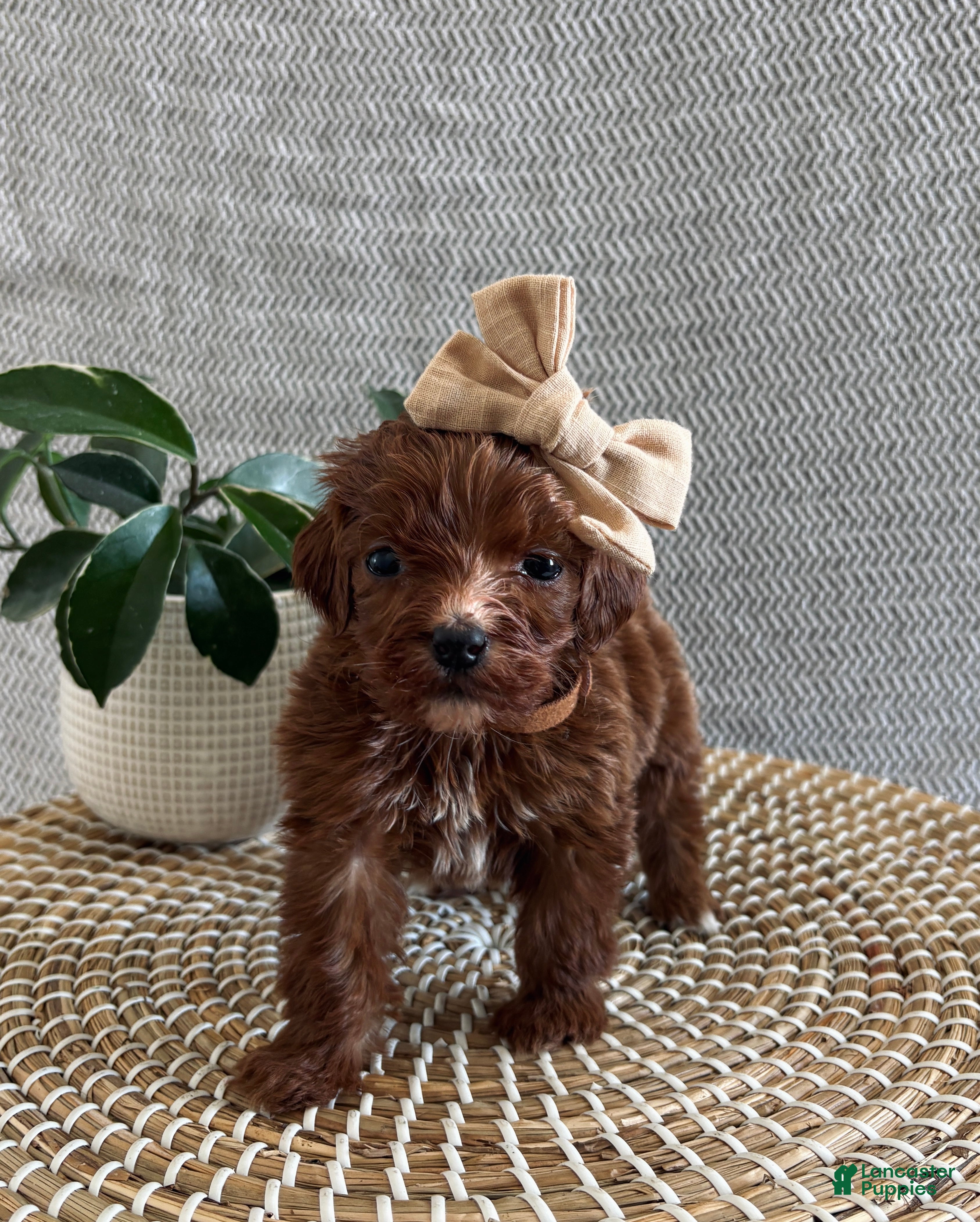 Irish Doodle dogs Paris - Ad 6