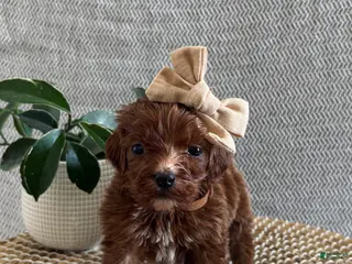 Irish Doodle dogs Paris - Ad 10