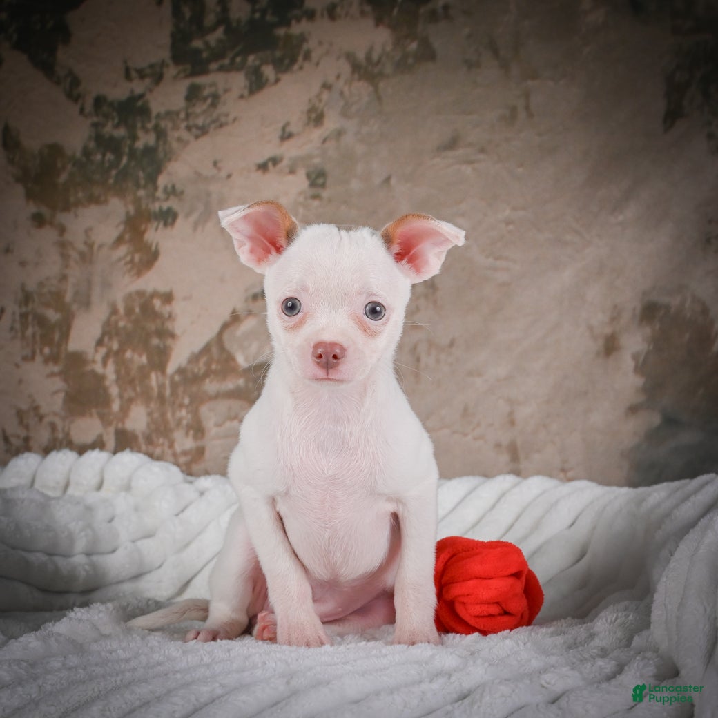 Chihuahua dogs Marie - Ad 2