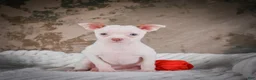 Chihuahua dogs for sale: Marie - Ad 2