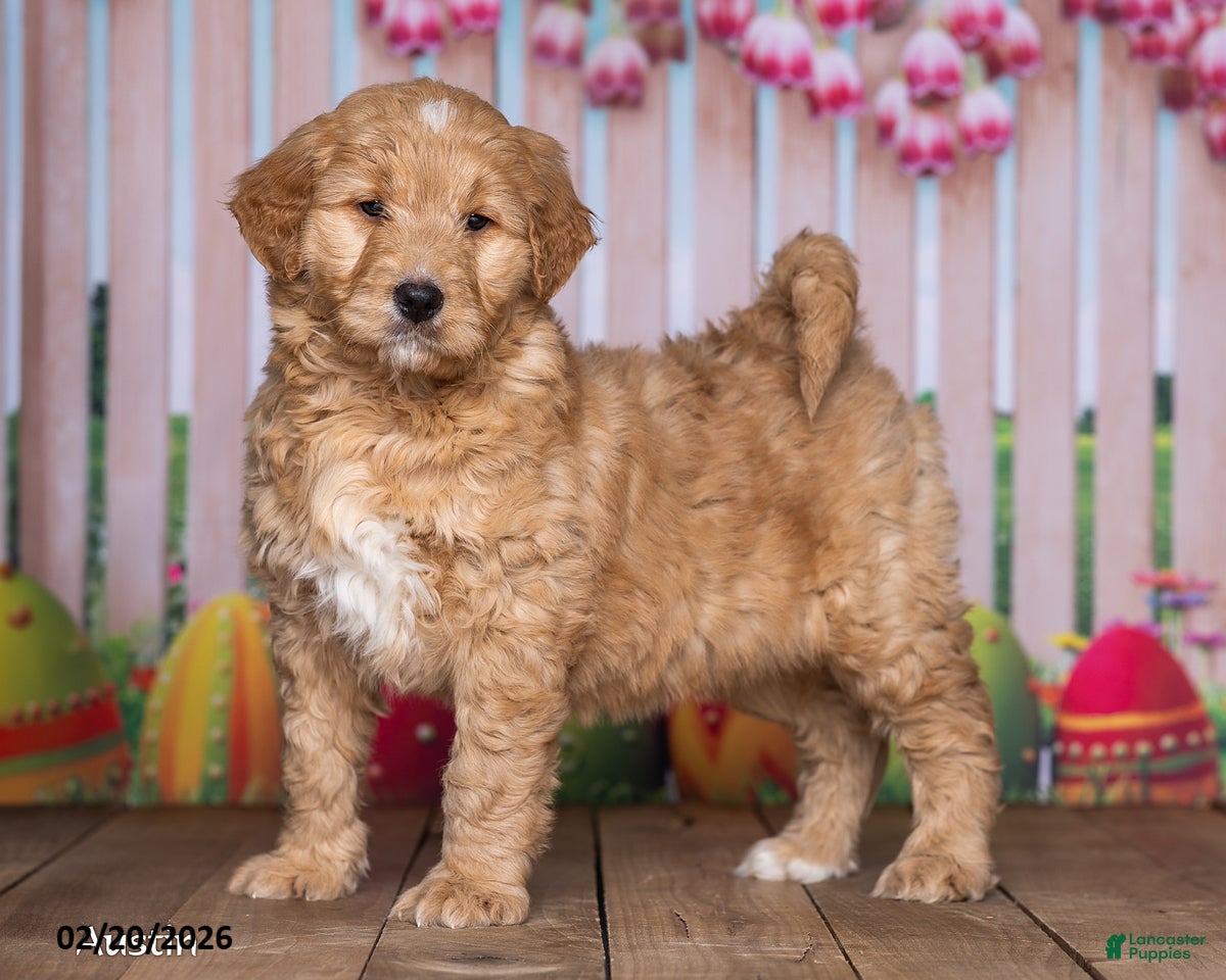 Goldendoodle dogs Austin - Ad 2
