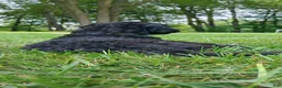 Mini Goldendoodle dogs for sale: Miss Waxwing - Ad 3