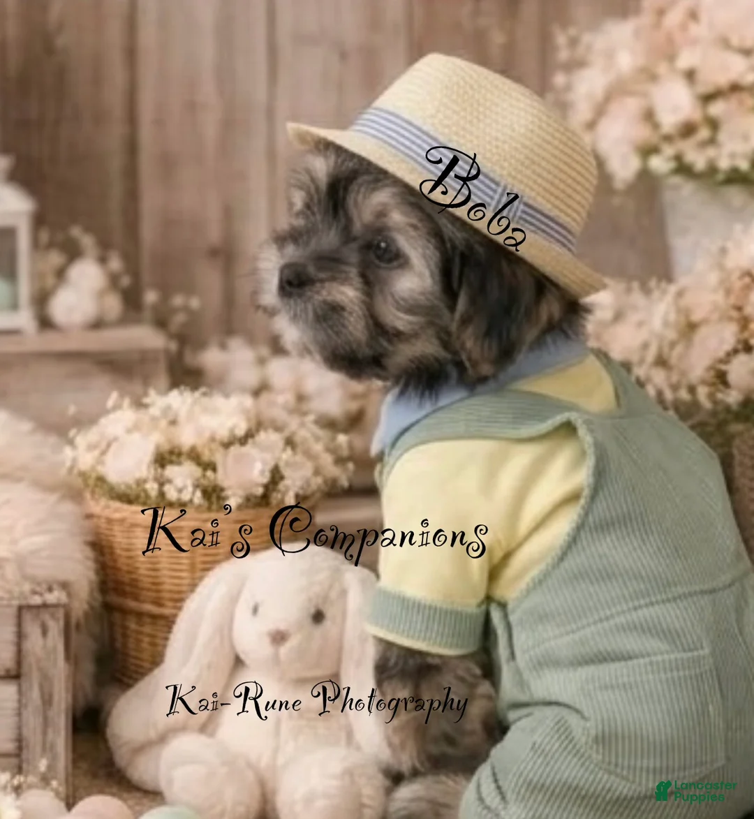 Morkie dogs for sale: Boba [goes home trained] - Ad 2