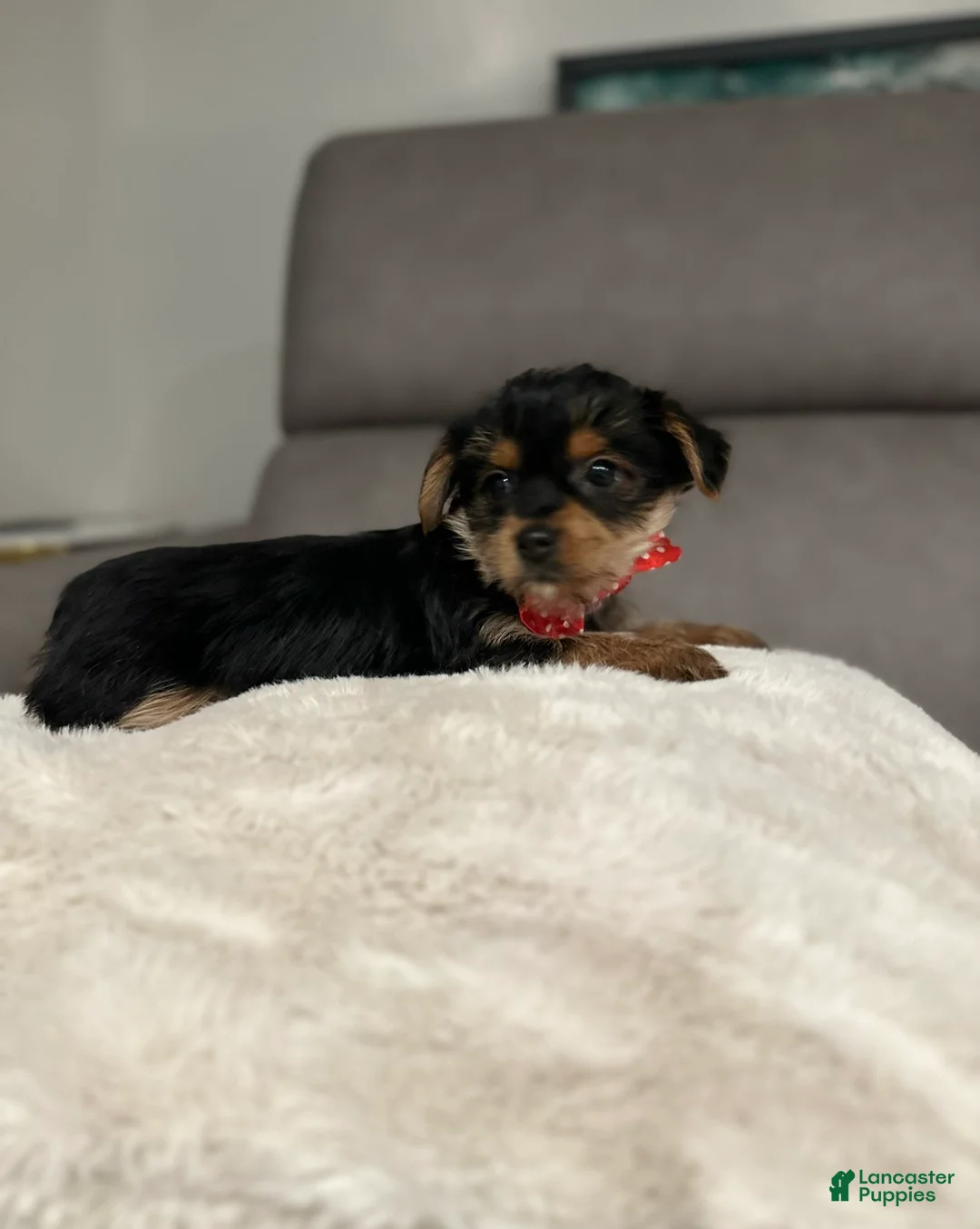 Yorkshire Terrier dogs for sale: Koda - POTTY And CRATE TRAINING NOW HOME RAISED - Ad 6