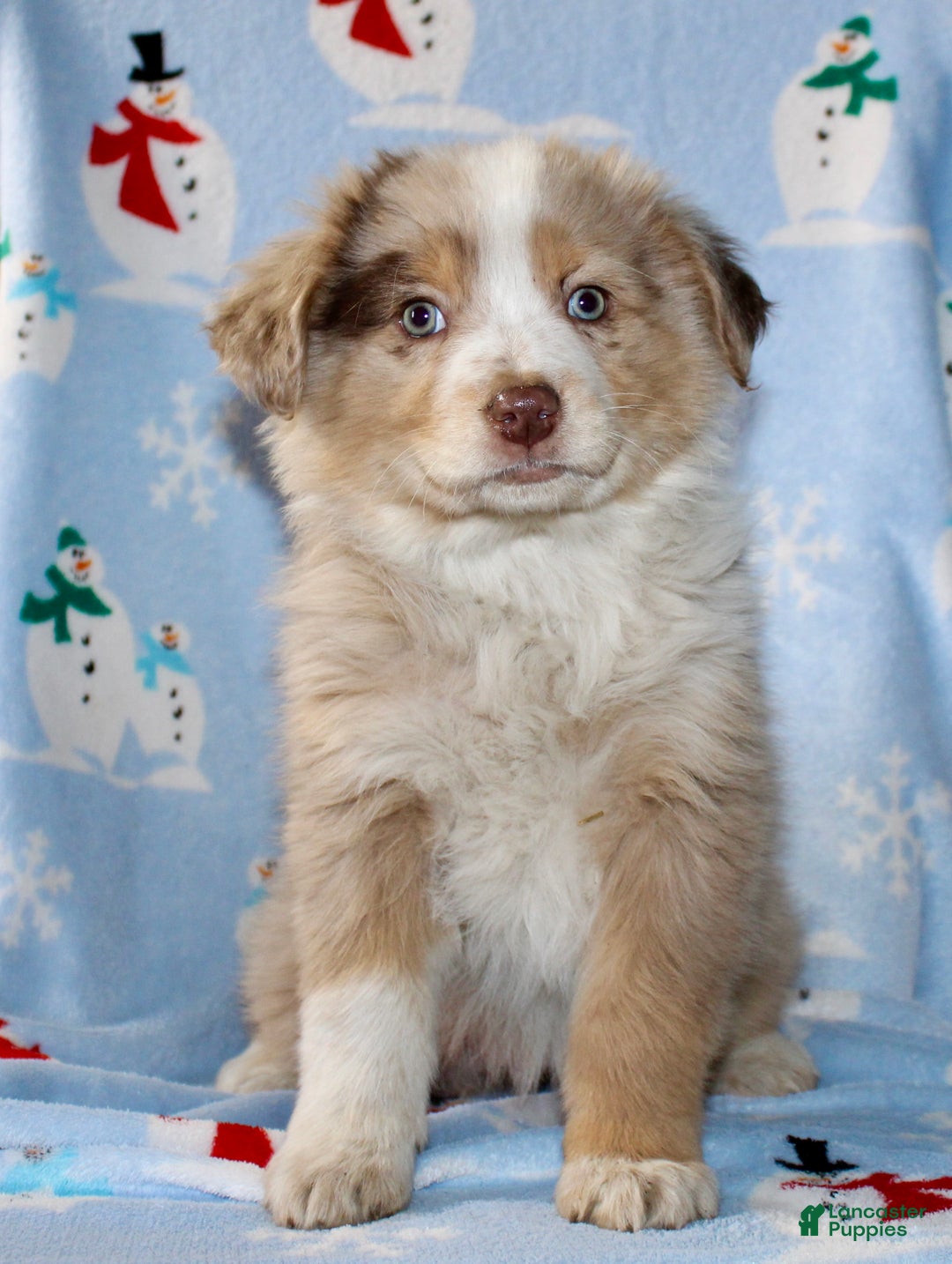 Australian Shepherd dogs for sale: Delilah - Ad 1