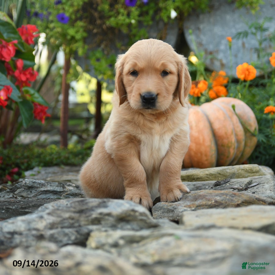 Golden Retriever dogs Clifford - Ad 2