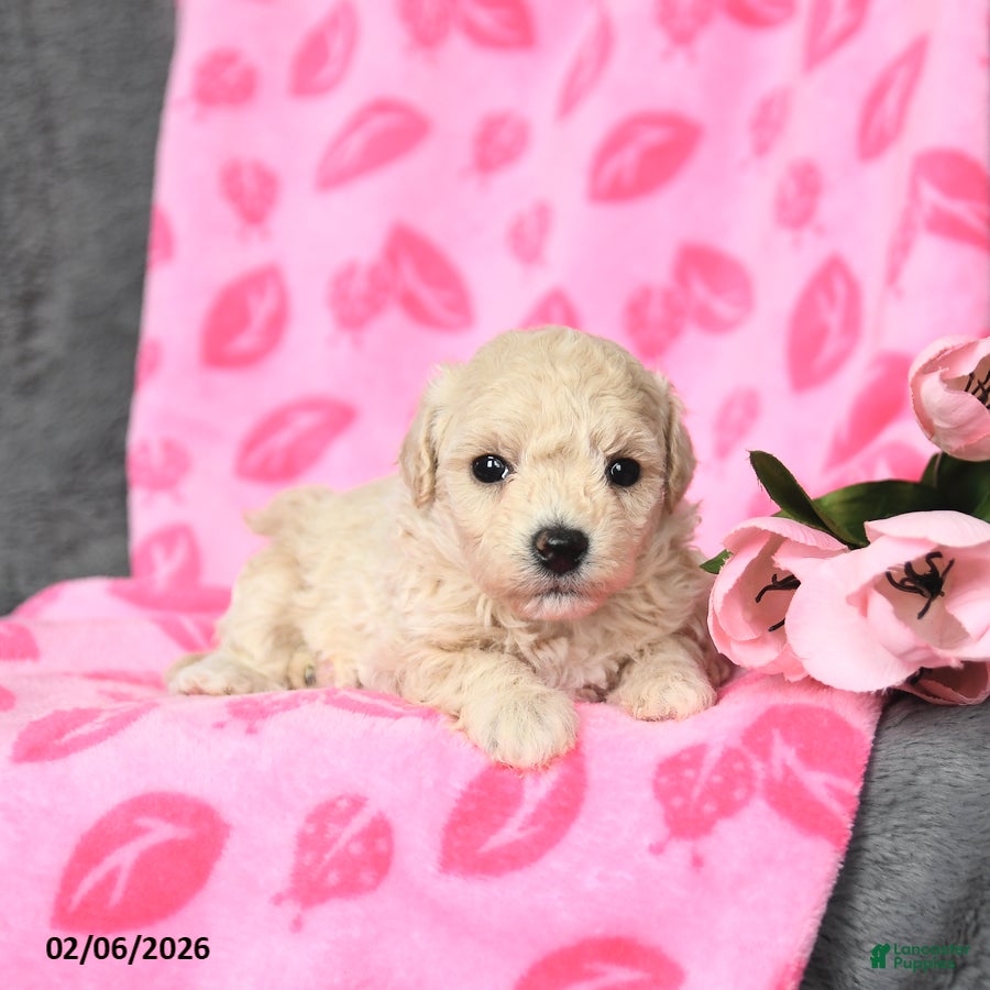 Bichpoo dogs Daffodil - Ad 2