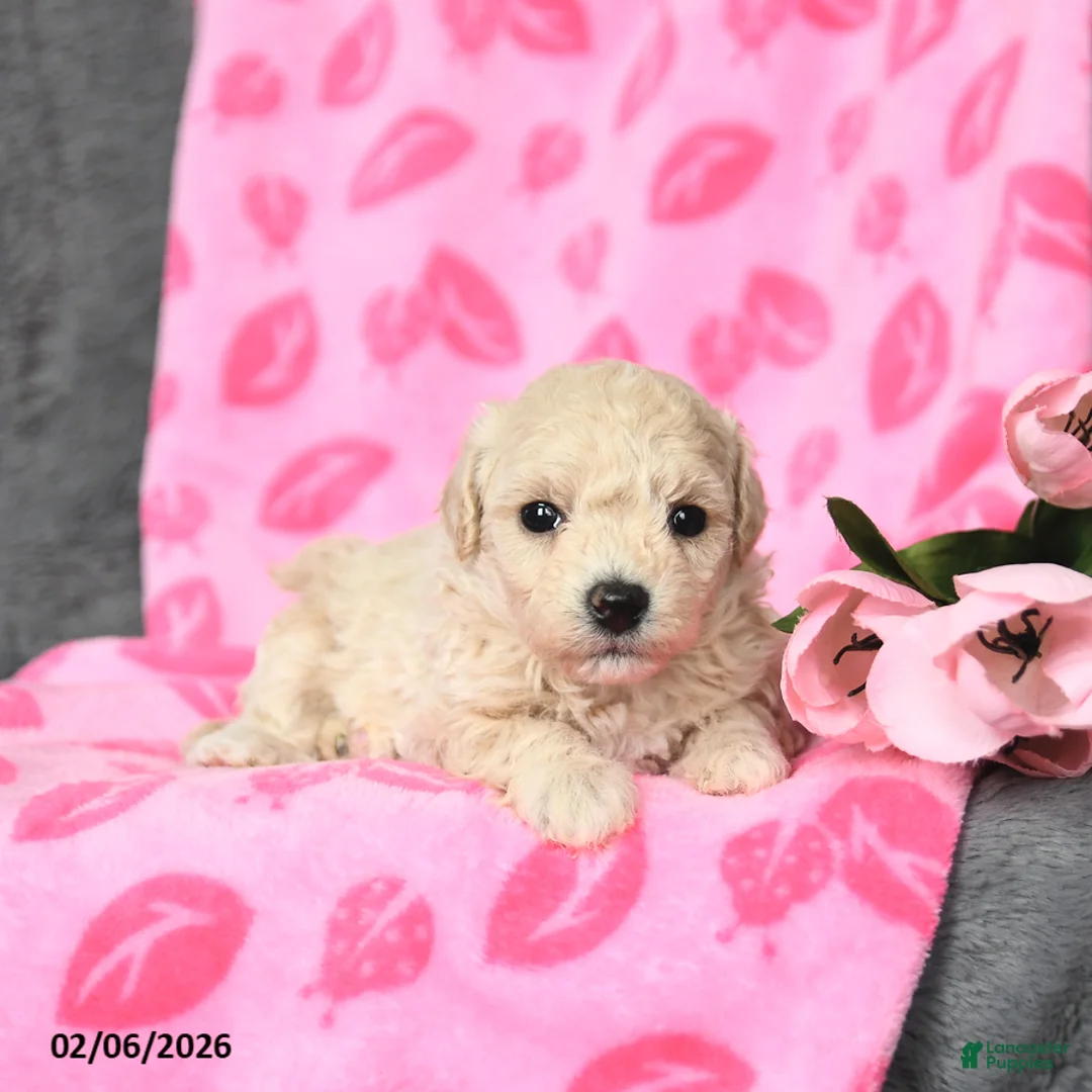 Bichpoo dogs for sale: Daffodil - Ad 2