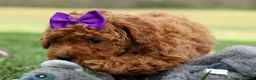Miniature Poodle dogs for sale: Zazzy - Ad 10