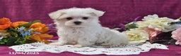 Maltese dogs for sale: Spencer - Ad 2