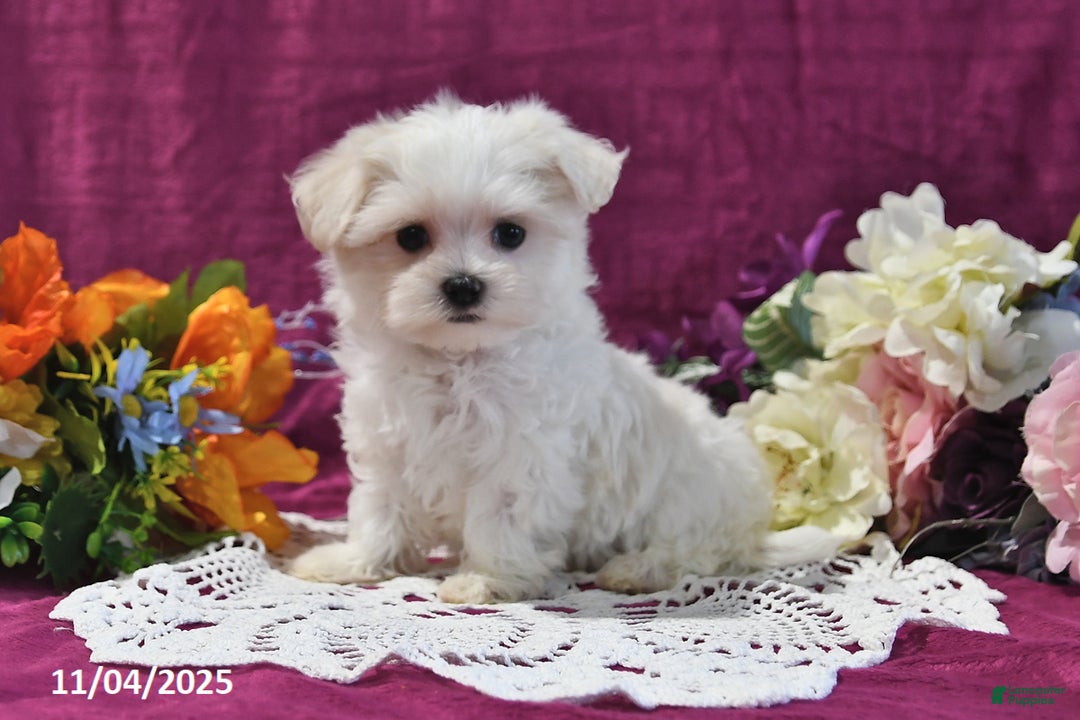 Maltese dogs for sale: Spencer - Ad 2