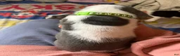 Basset Hound dogs for sale: Blue and white 2-green collar - Ad 5