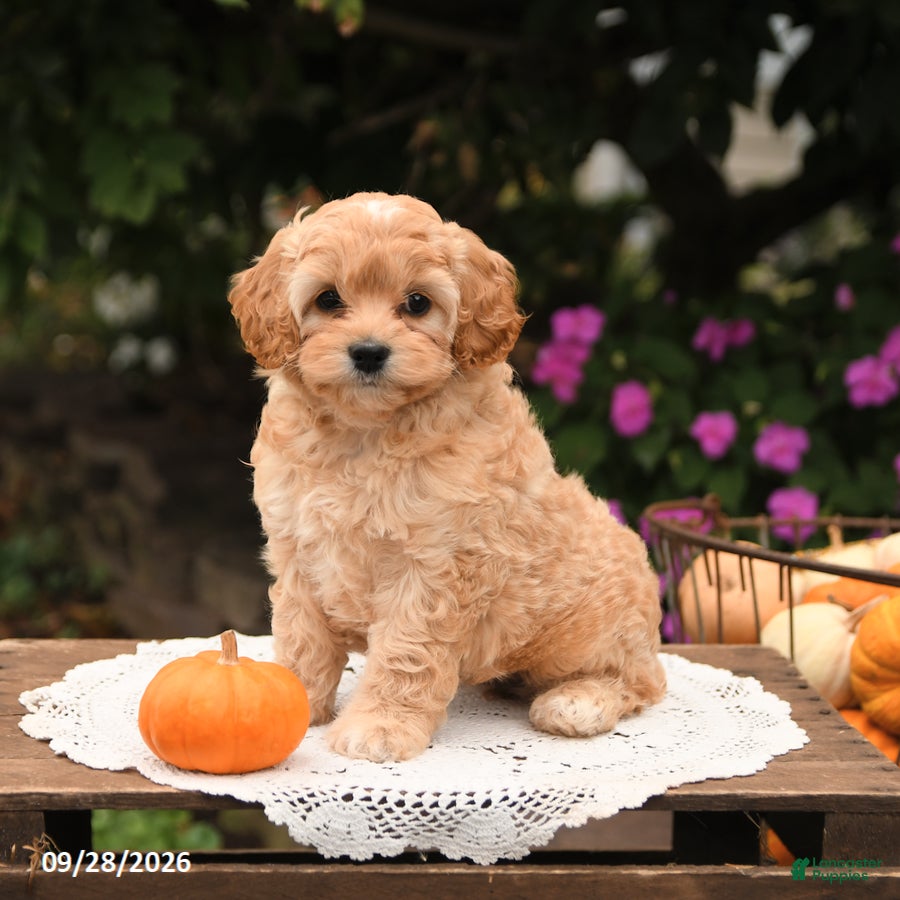 Cockapoo dogs Tika - Ad 2