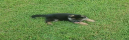 German Shepherd dogs for sale: Lawn Green Male - Ad 7