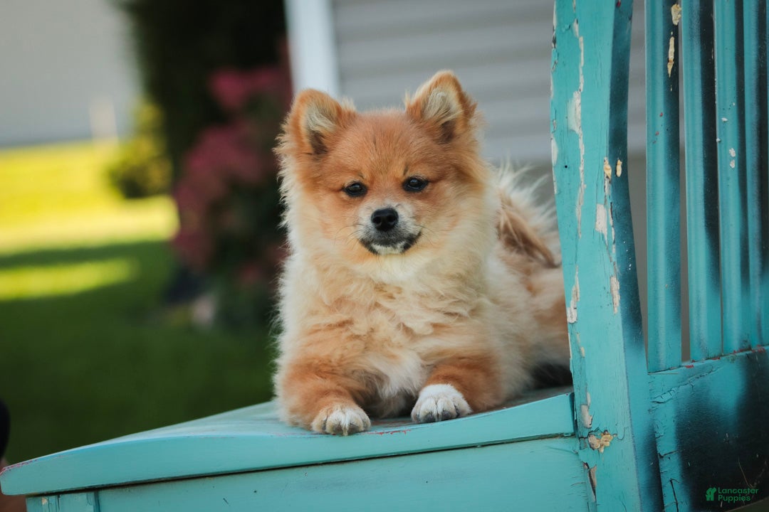 Pomeranian dogs Bingo Pomeranian  - Ad 1