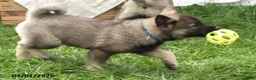 Norwegian Elkhound dogs for sale: Casper - Ad 6