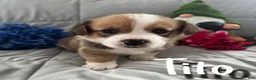 Welsh Corgi Pembroke dogs for sale: Tito - Ad 1