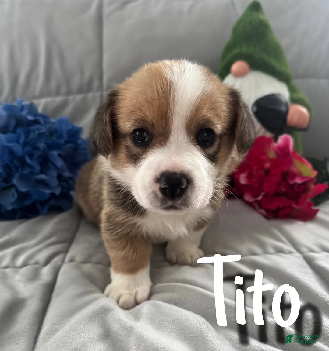 Welsh Corgi Pembroke dogs for sale: Tito - Ad 1