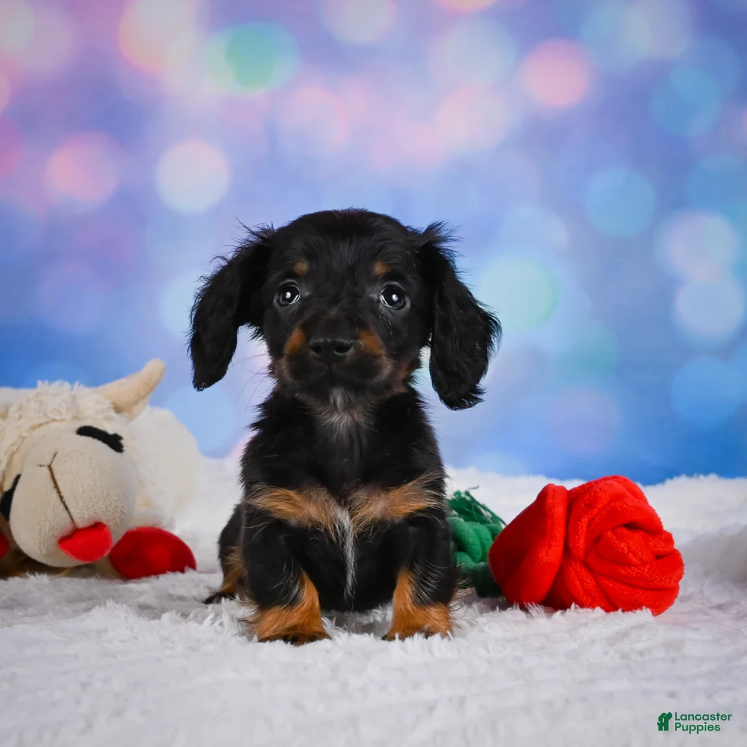 Miniature Dachshund dogs for sale: Winston - Ad 2