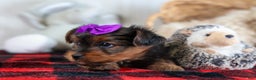 Yorkshire Terrier dogs for sale: CALLIE - Ad 10