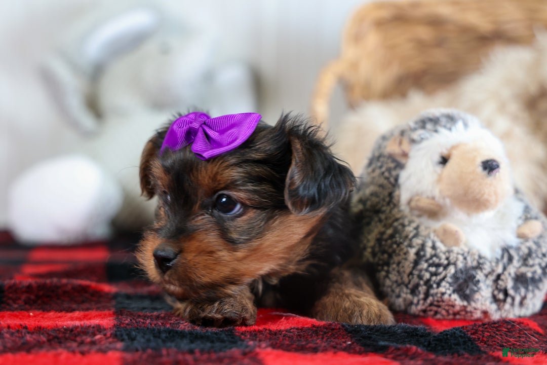 Yorkshire Terrier dogs for sale: CALLIE - Ad 10