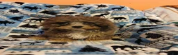 Cavapoo dogs for sale: Cavapoo 2 Whimsy - Ad 4