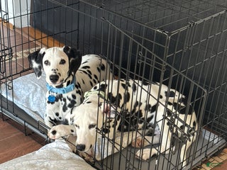 Dalmatian dogs Dalmatian Puppy 1 - Ad 3