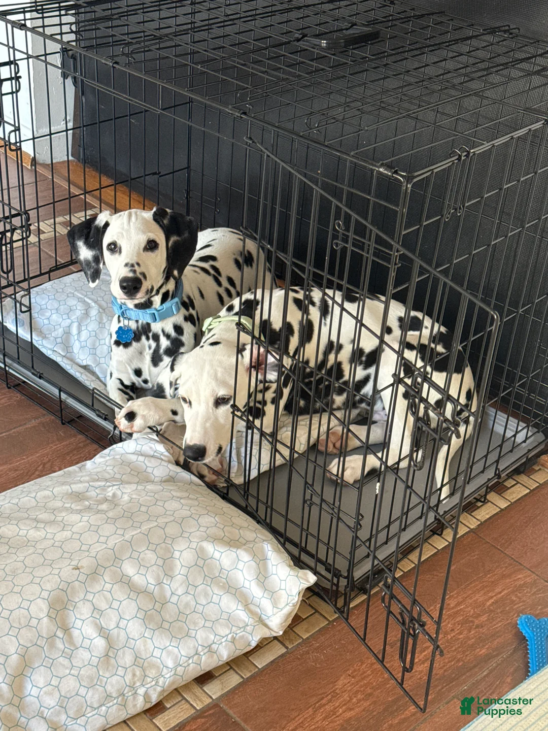 Dalmatian dogs for sale: Dalmatian Puppy 1 - Ad 1