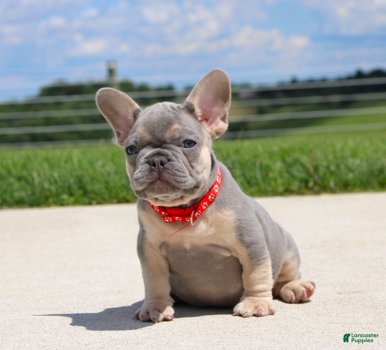 French Bulldog dogs Bentley - Ad 2