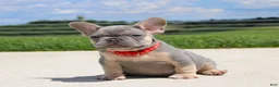French Bulldog dogs for sale: Bentley - Ad 2