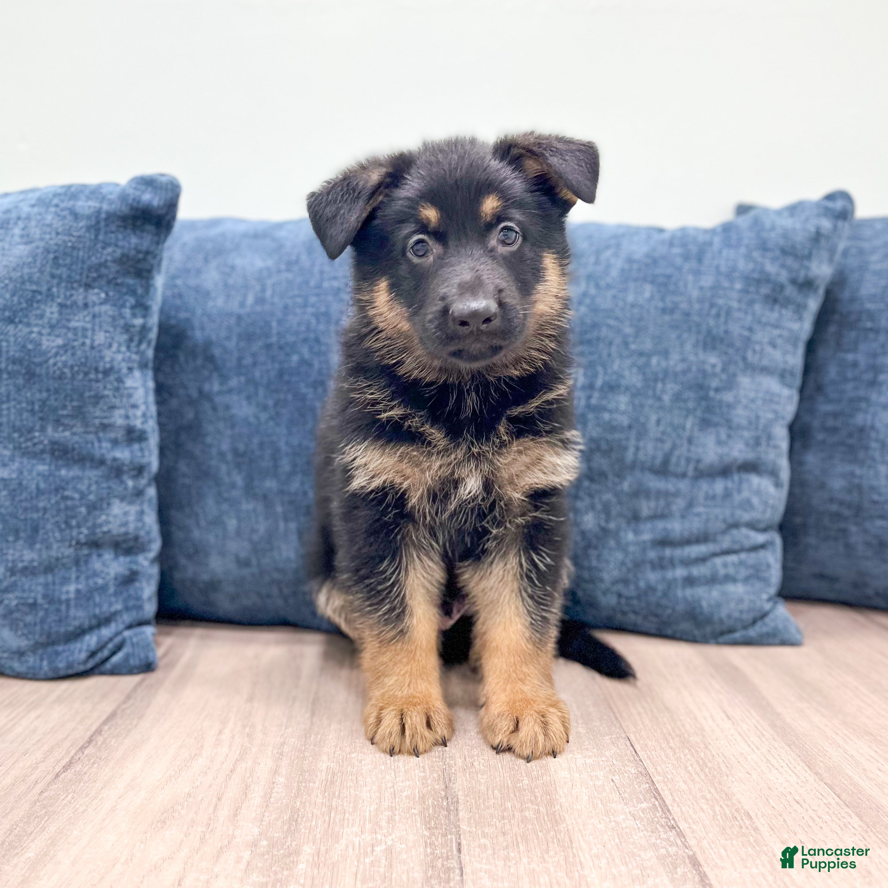 German Shepherd dogs Manny - Ad 1