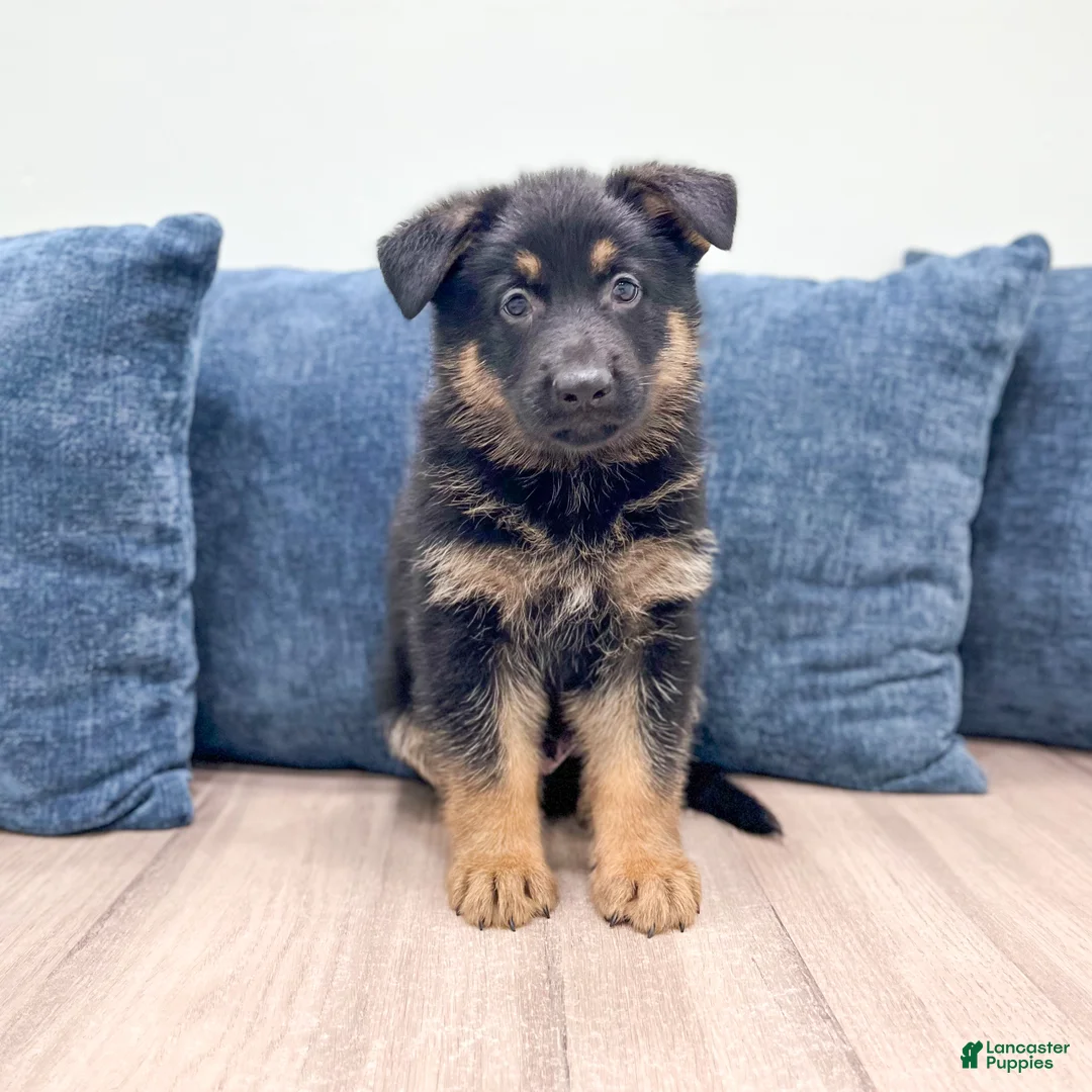 German Shepherd dogs for sale: Manny - Ad 1