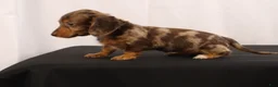 Dachshund dogs for sale: Pinto - Ad 10