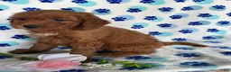Mini Goldendoodle dogs for sale: Teddy - Ad 3