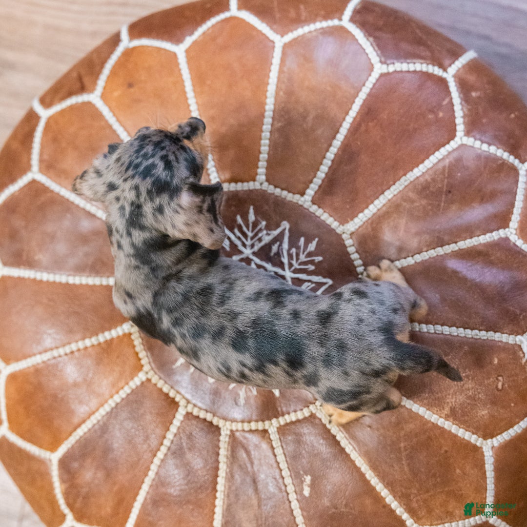 Miniature Dachshund dogs for sale: Mitzi - Ad 6