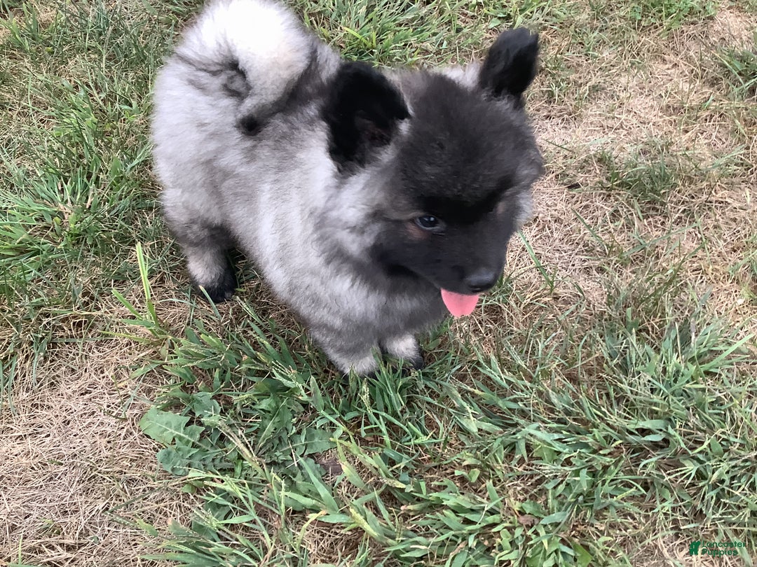 Gallery Image {{count}}