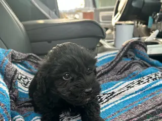 Yorkiepoo dogs Jordan - Ad 21