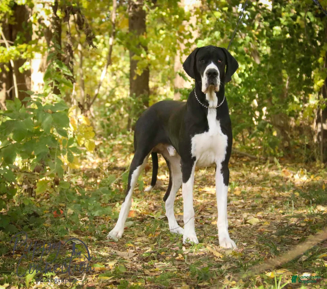 Gallery Image {{count}}