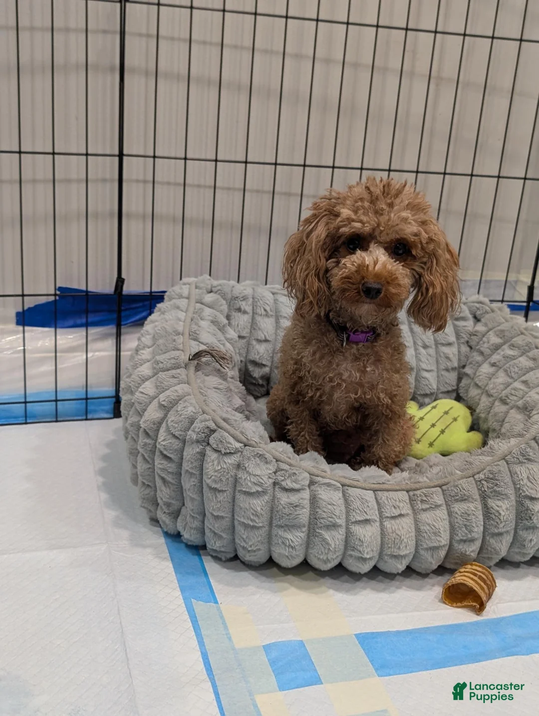Toy Poodle dogs for sale: June - Ad 10