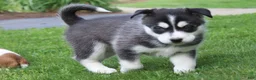 Siberian Husky dogs for sale: Reno - Ad 10
