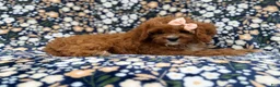 Cavapoo dogs for sale: Biscuitly - Ad 6