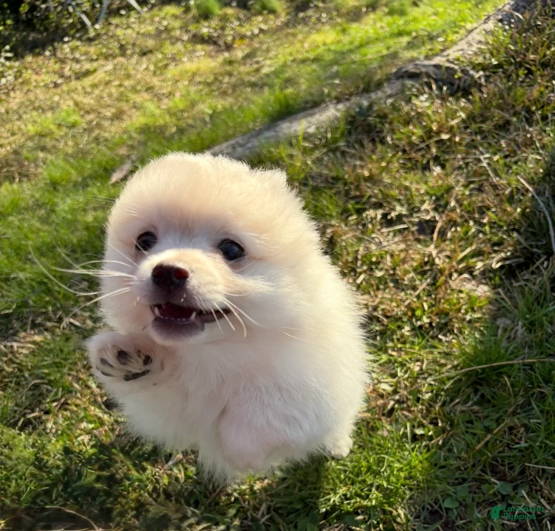 Pomeranian dogs for sale: Suede  - Ad 1